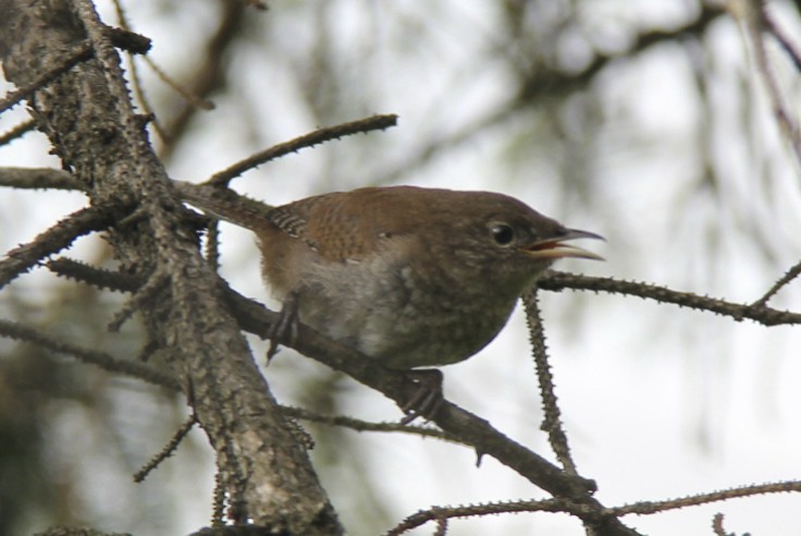 House Wren