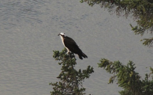 Osprey