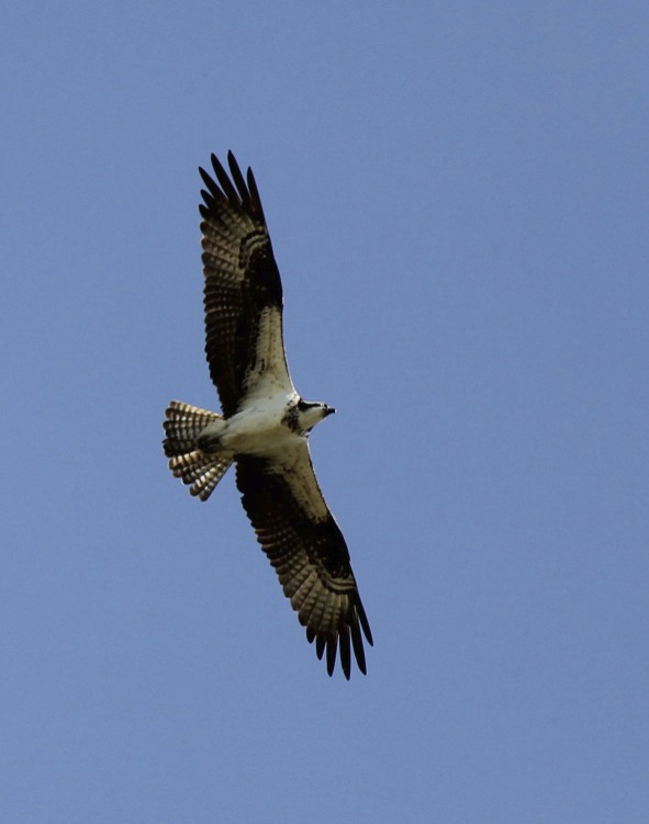 Osprey