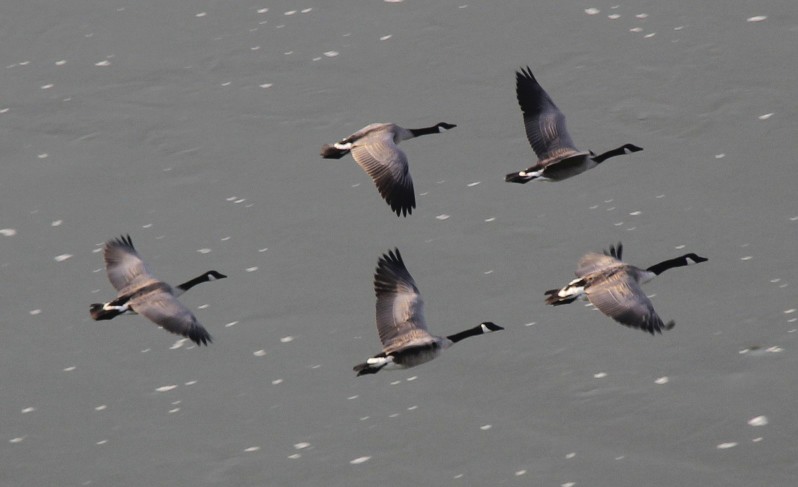 Canada geese