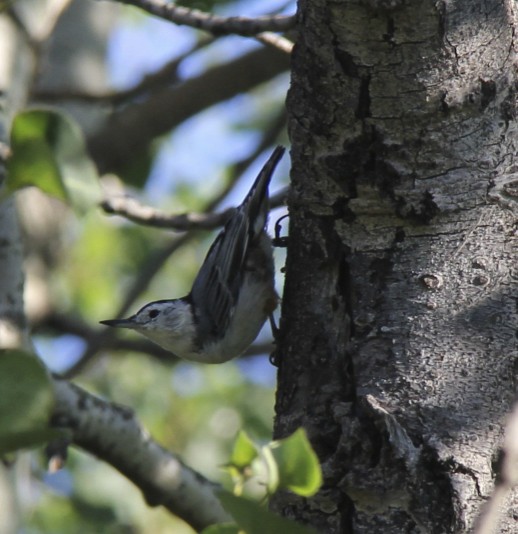 White-breasted Nuthatch