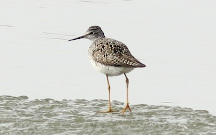 Lesser Yellowlegs