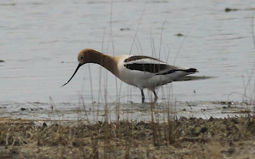 Avocet