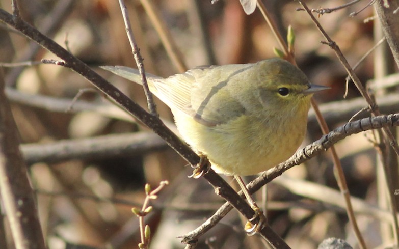 Orange-crowned Warbler