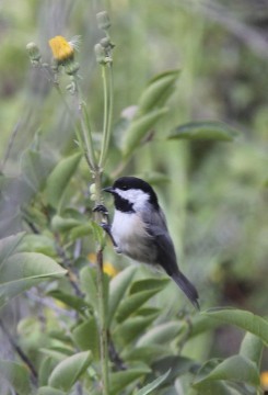 Black-capped Chickadee