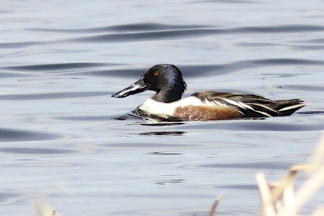 Northern Shoveler
