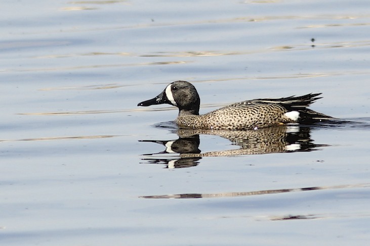 Blue-winged Teal