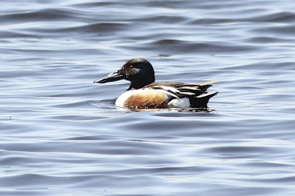 Northern Shoveler