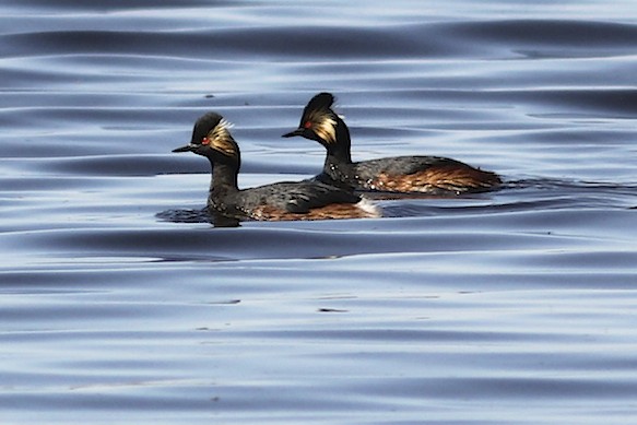 Eared Grebe