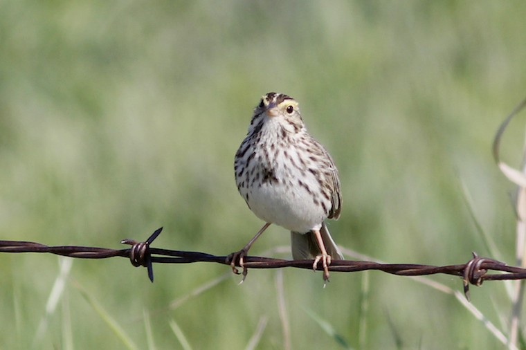 Savannah Sparrow