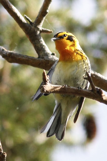 Blackburnian Warbler