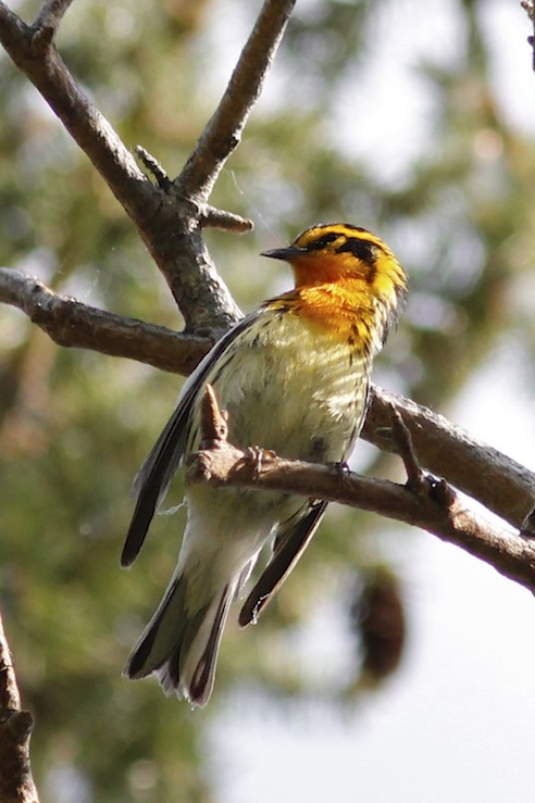 Blackburnian Warbler
