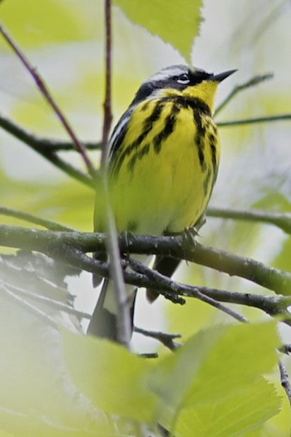 Magnolia Warbler