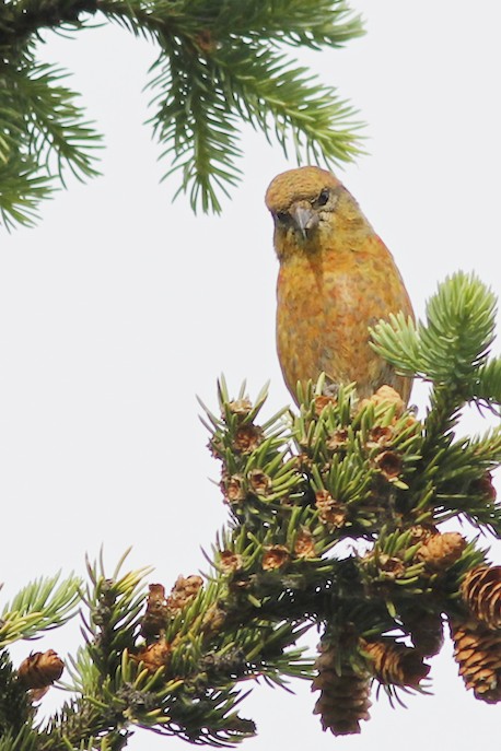 Red Crossbill