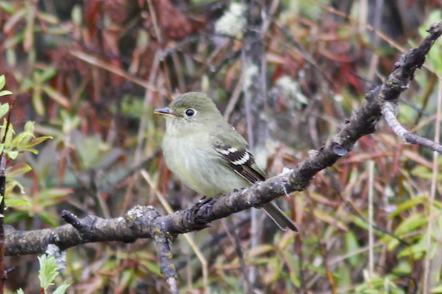 Yellow-bellied Flycatcher