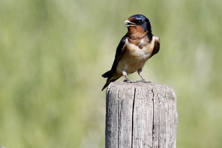 Barn Swallow 