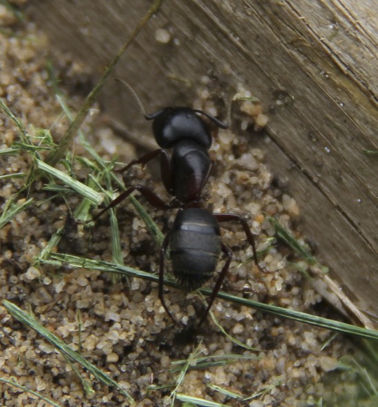 Ant in the backyard