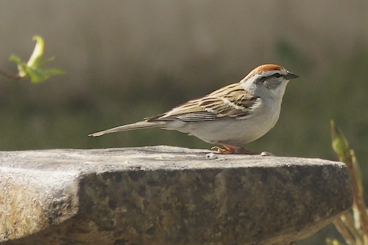 Chipping Sparrow 