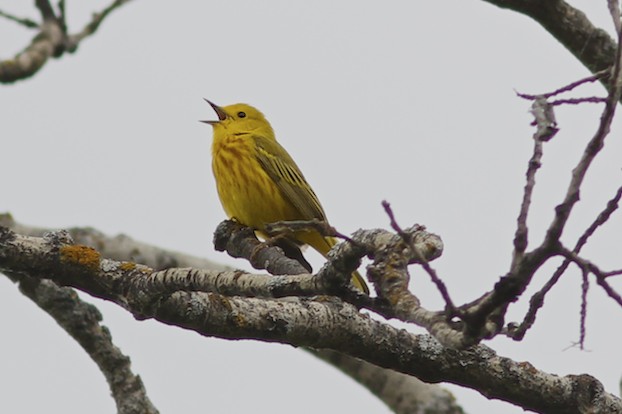 Yellow Warbler