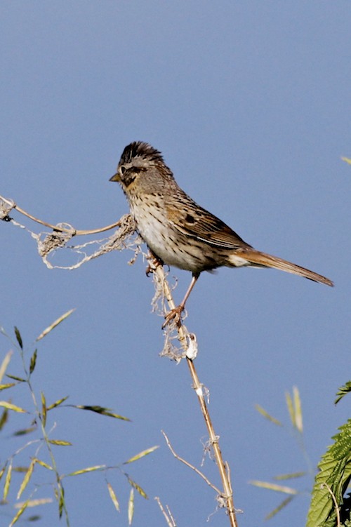 Lincoln's Sparrow