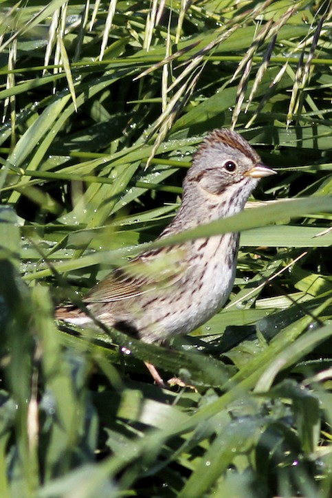 Lincoln's Sparrow