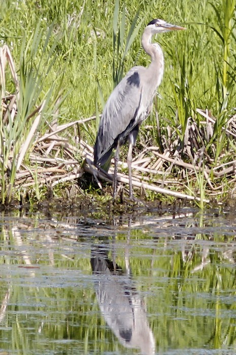 Great Blue Heron