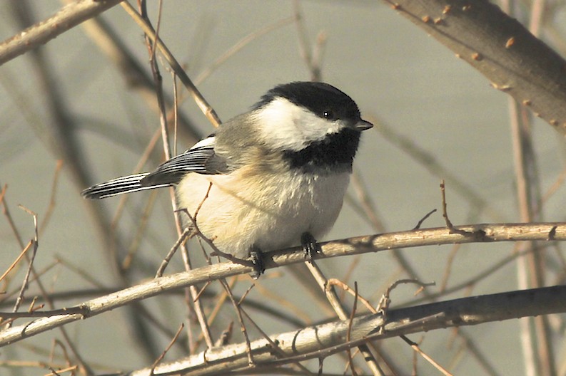 Black-capped Chickadee