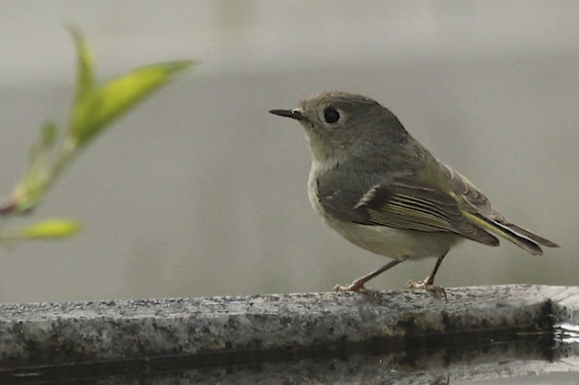 Ruby-crowned Kinglet