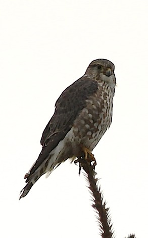Merlin