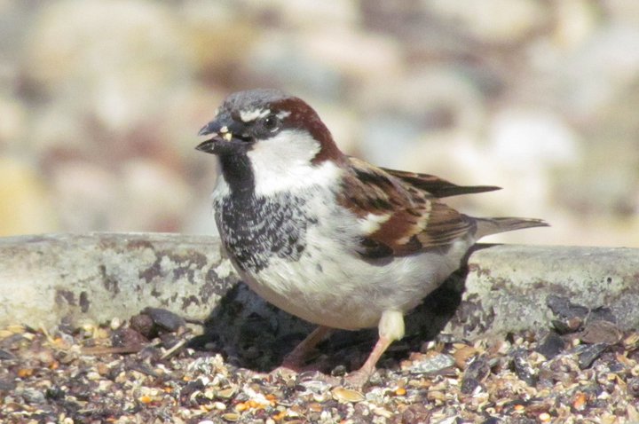 Common House Sparrow
