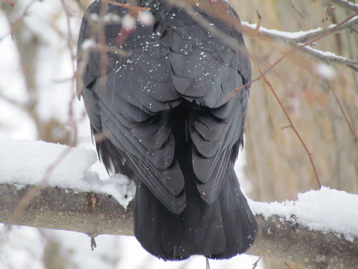 Raven backside