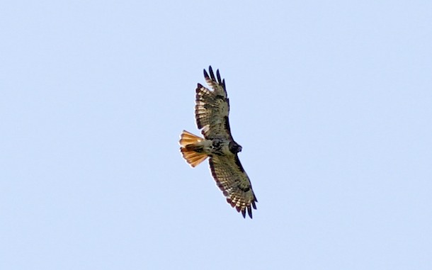 Red-tailed Hawk