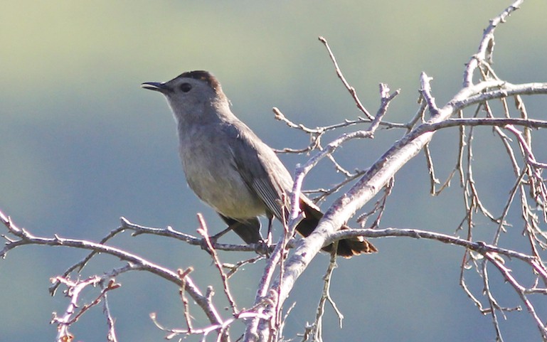 Grey Catbird