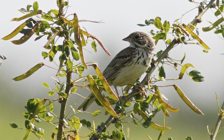 Vesper Sparrow
