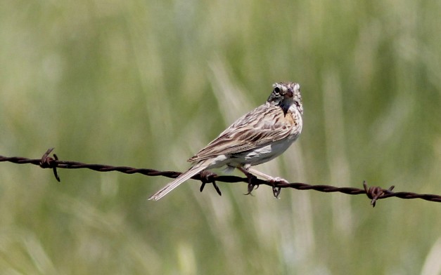 Vesper Sparrow