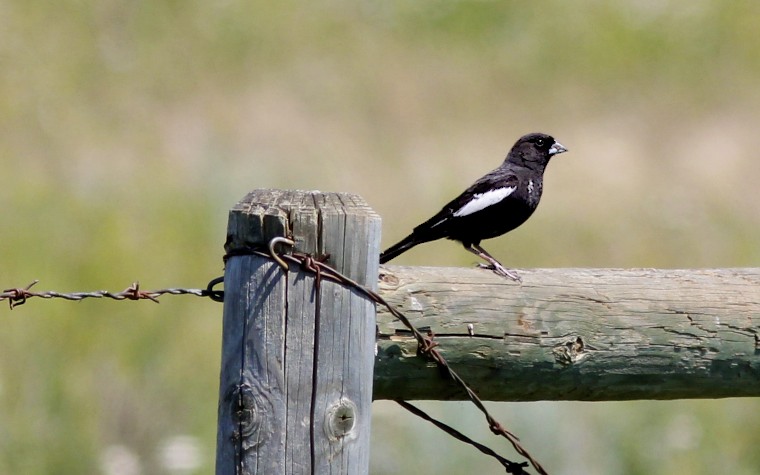 Lark Bunting