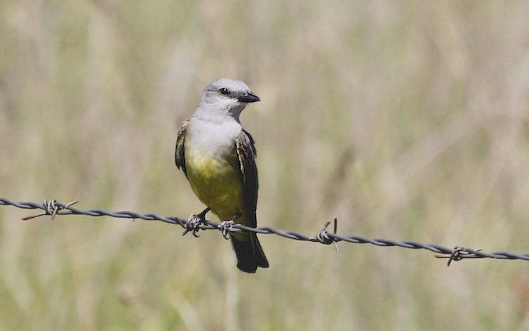 Western Kingbird