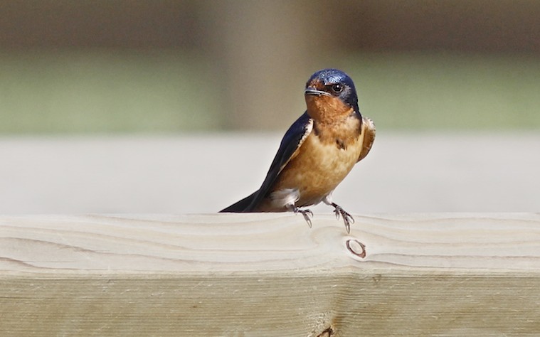 Barn Swallow