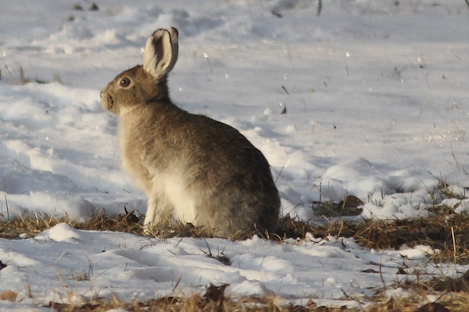 Snowshoe Hare