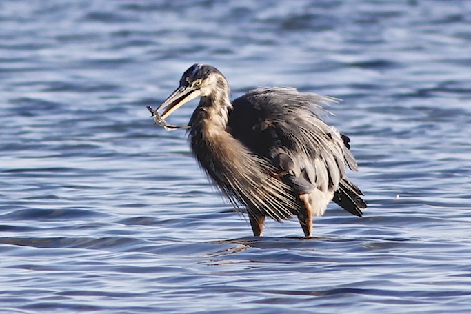 Great Blue Heron with fish.jpg
