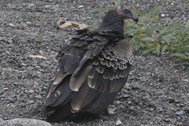 Turkey Vulture (juvenile with the grey head)
