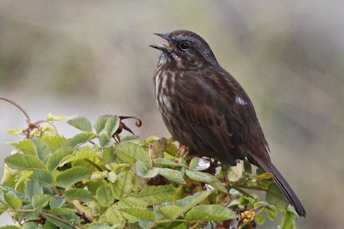 Song Sparrows