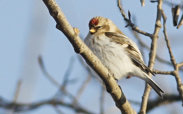 Redpoll