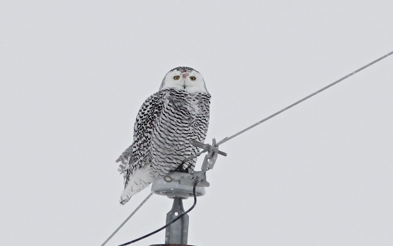 Snowy Owl