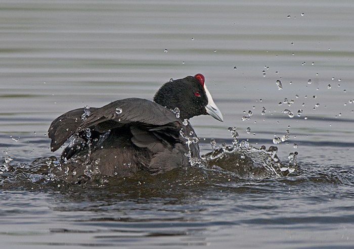 Red-knobbed Coot