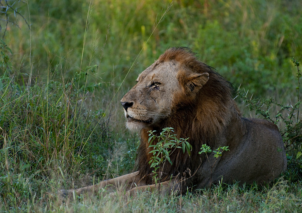 Dominant Male Lion