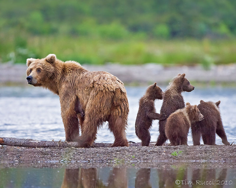 88032  - Sow with 4 cubs