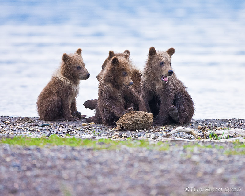 88011 - Grizzly Cubs