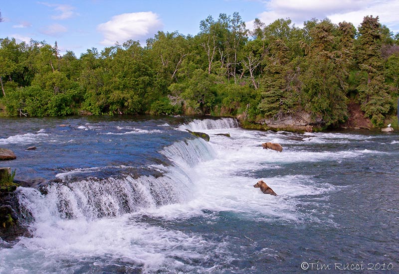 40-13185 - Brooks Falls, Katmai National Park