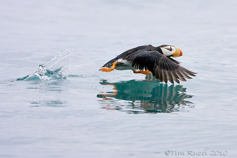88825 - Horned Puffin taking flight